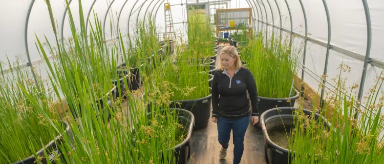 Dr. Tiffany Messer's research team grows tubs of plants to trace and identify contaminants in surface and ground waters.
