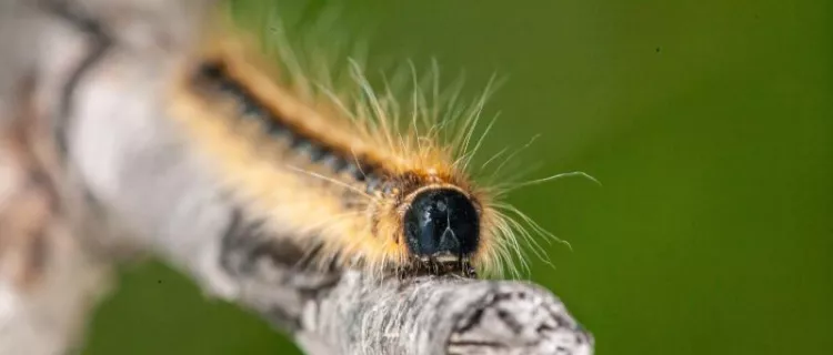 An Eastern Tent Caterpillar on a branch