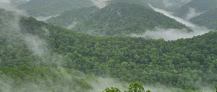 Fog in the trees at Robinson Forest