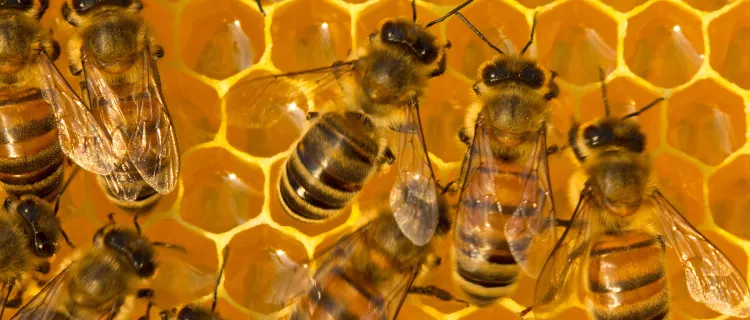 A group of honeybees on honeycomb