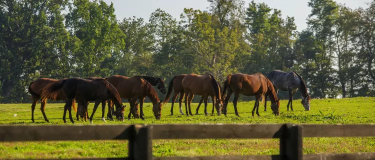 A group of horses graze in a field