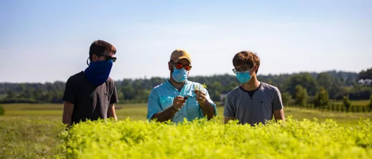 Three people look at plants in a field
