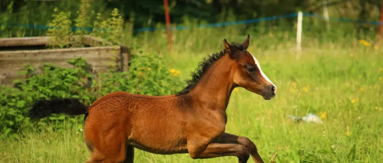 A foal runs in a field