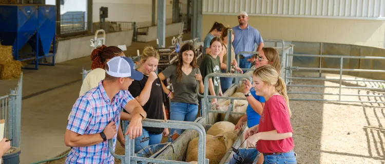 Students stand in a barn with sheep