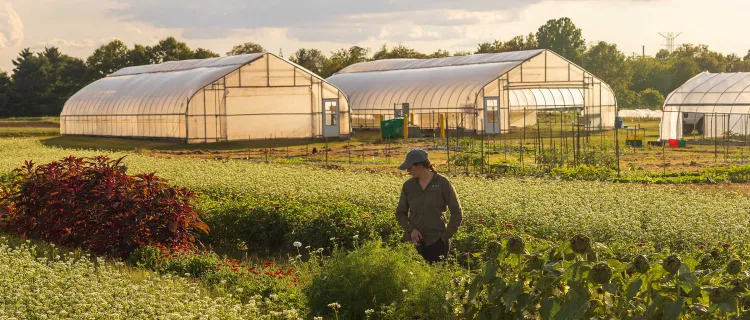 A person stands in a production field with high tunnels