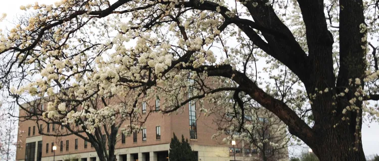 PSB in spring with tree in bloom