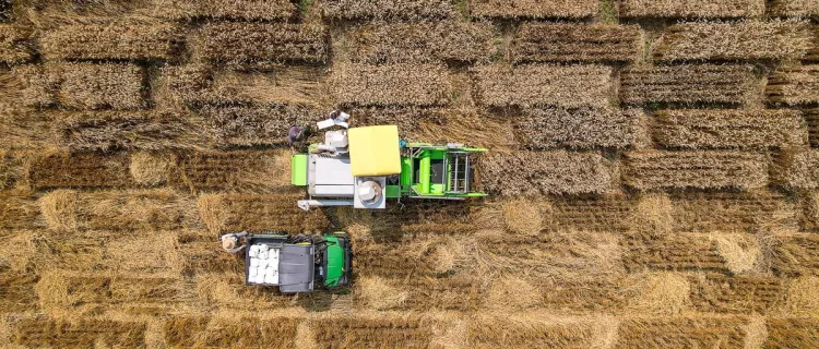 An aerial view of PSS professors harvesting wheat research plots
