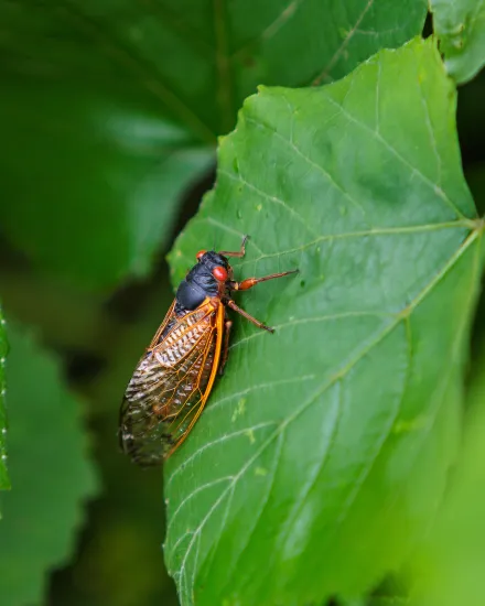 Cicadas covered the leaves of plants near a tree in Princeton, Ky.
