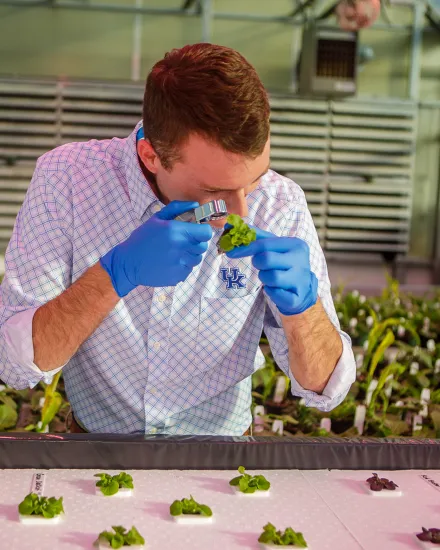 Horticulture, Lettuce, South Farm Assistant Professor of Horticulture W. Garrett Owen worked with hydroponic lettuce varieties in the greenhouse at the Horticulture Research Farm.