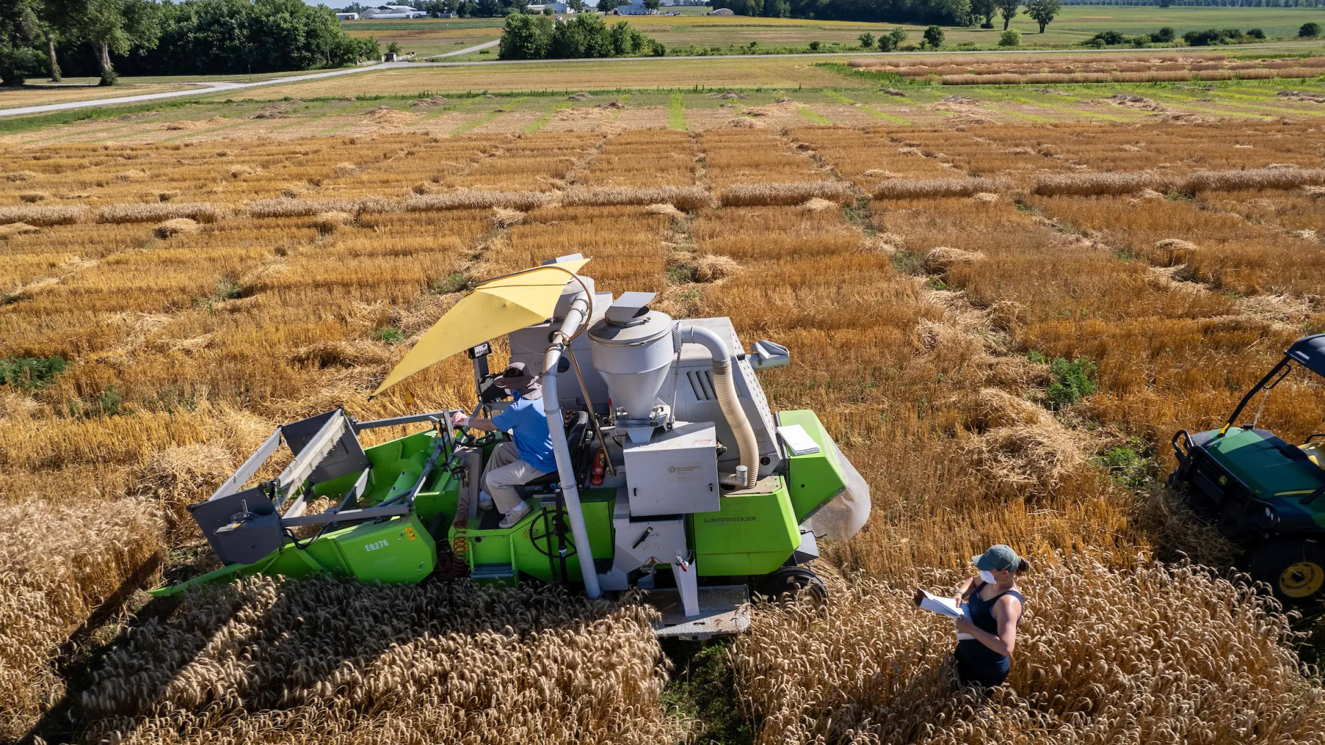 Dr. Dave VanSanford's wheat research plots are harvested at Spindletop Farm.