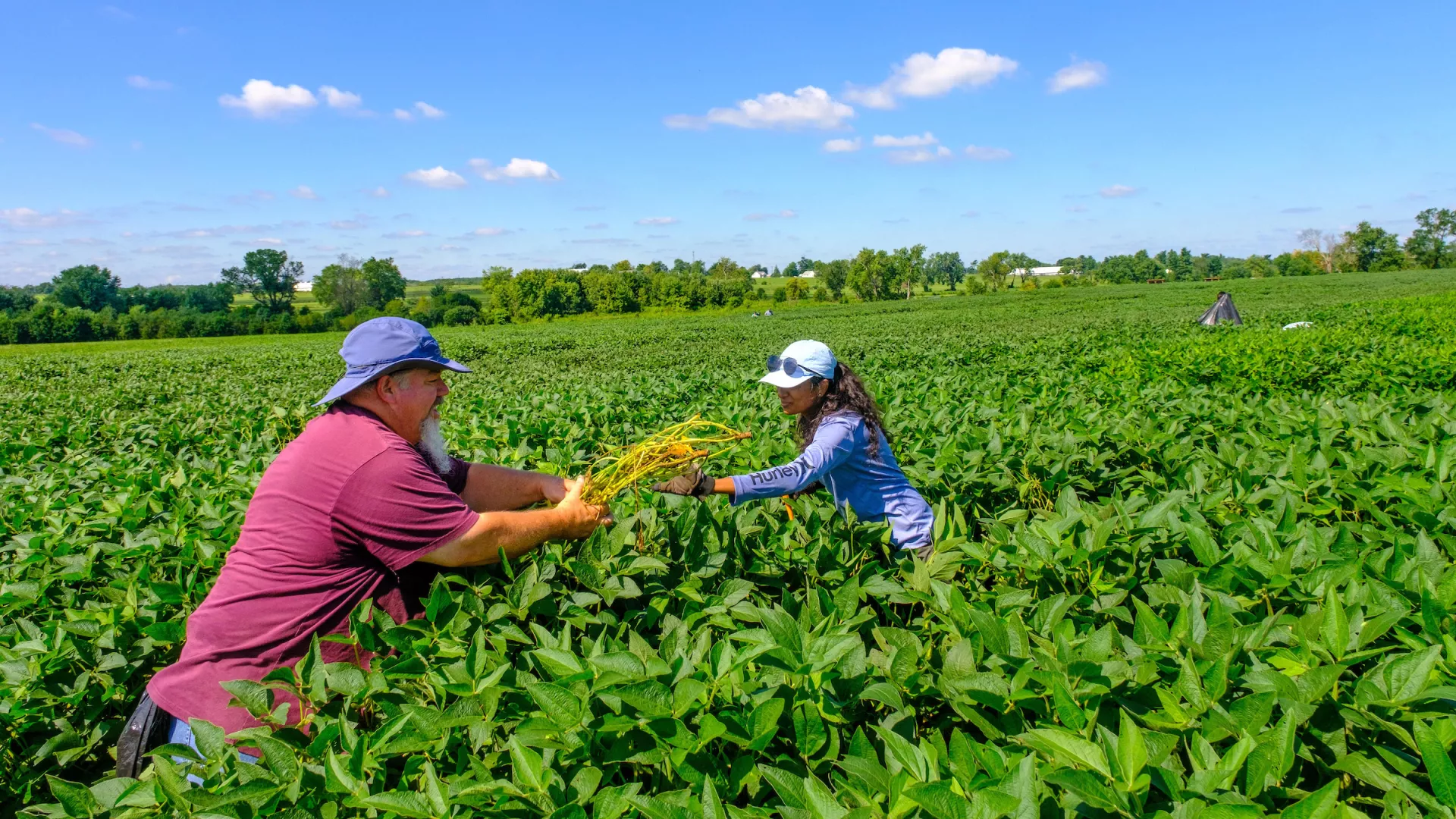 Research Analyst Richard King and PhD Student Mounica Talasila of Montse Salmeron's lab collect soybean samples.