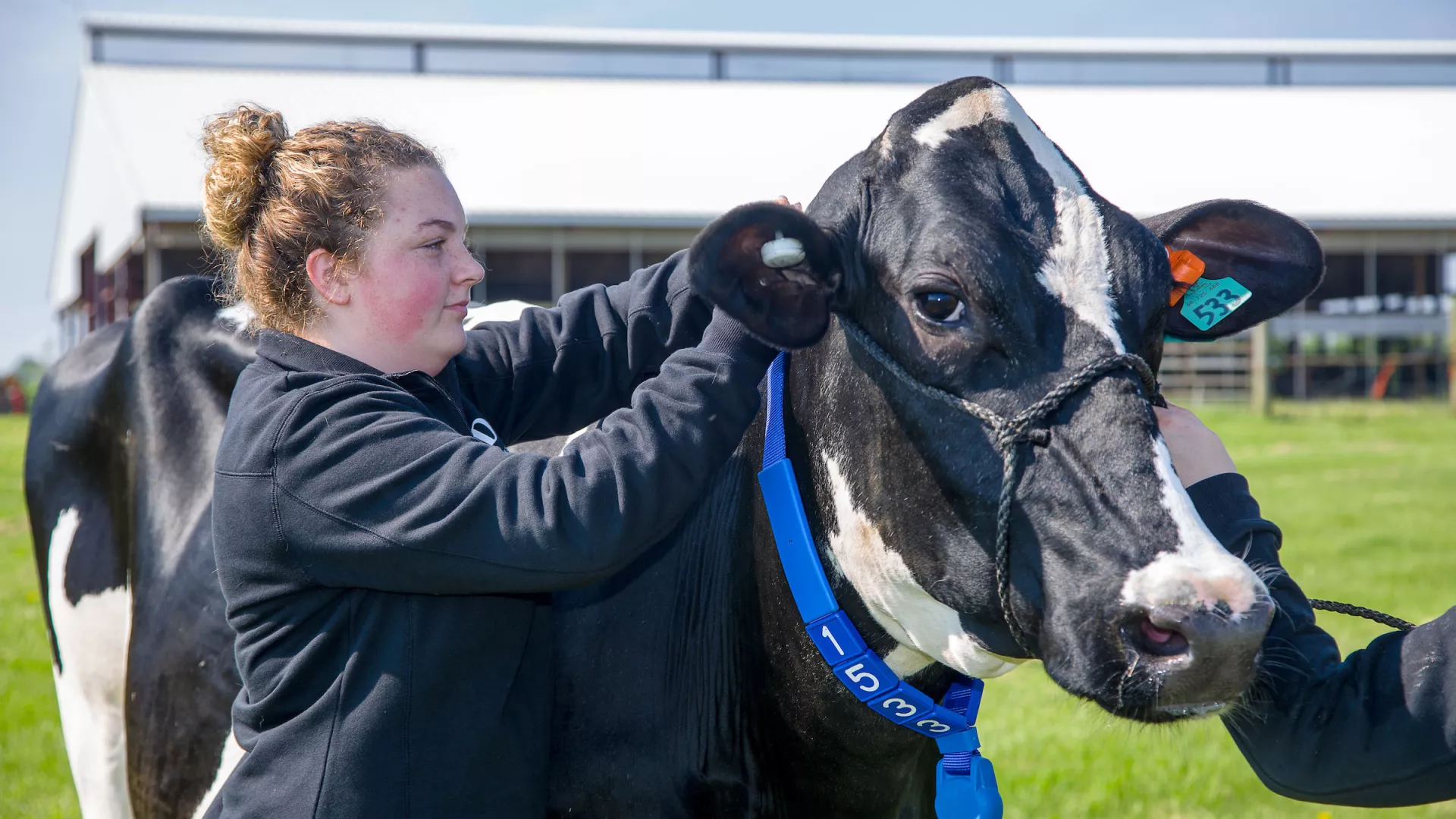 An Animal Science student works with a dairy cow at the Dairy Research Unit on Coldstream Farm.