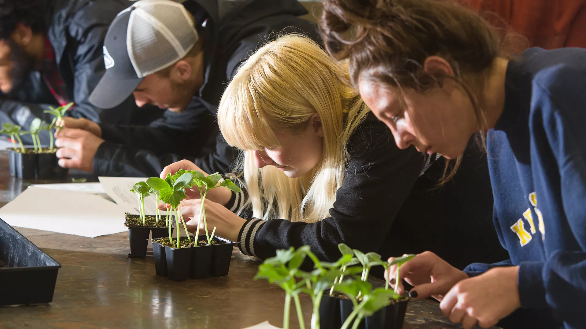 Horticulture students practice vegetable grafting in Dr. Robert Geneve's class.
