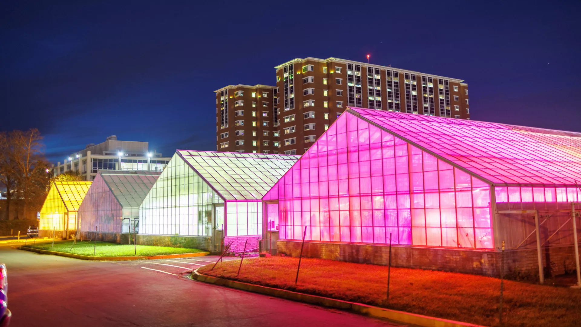 The M-G CAFE research greenhouses glow at night in front of the Albert B. Chandler Hospital building.