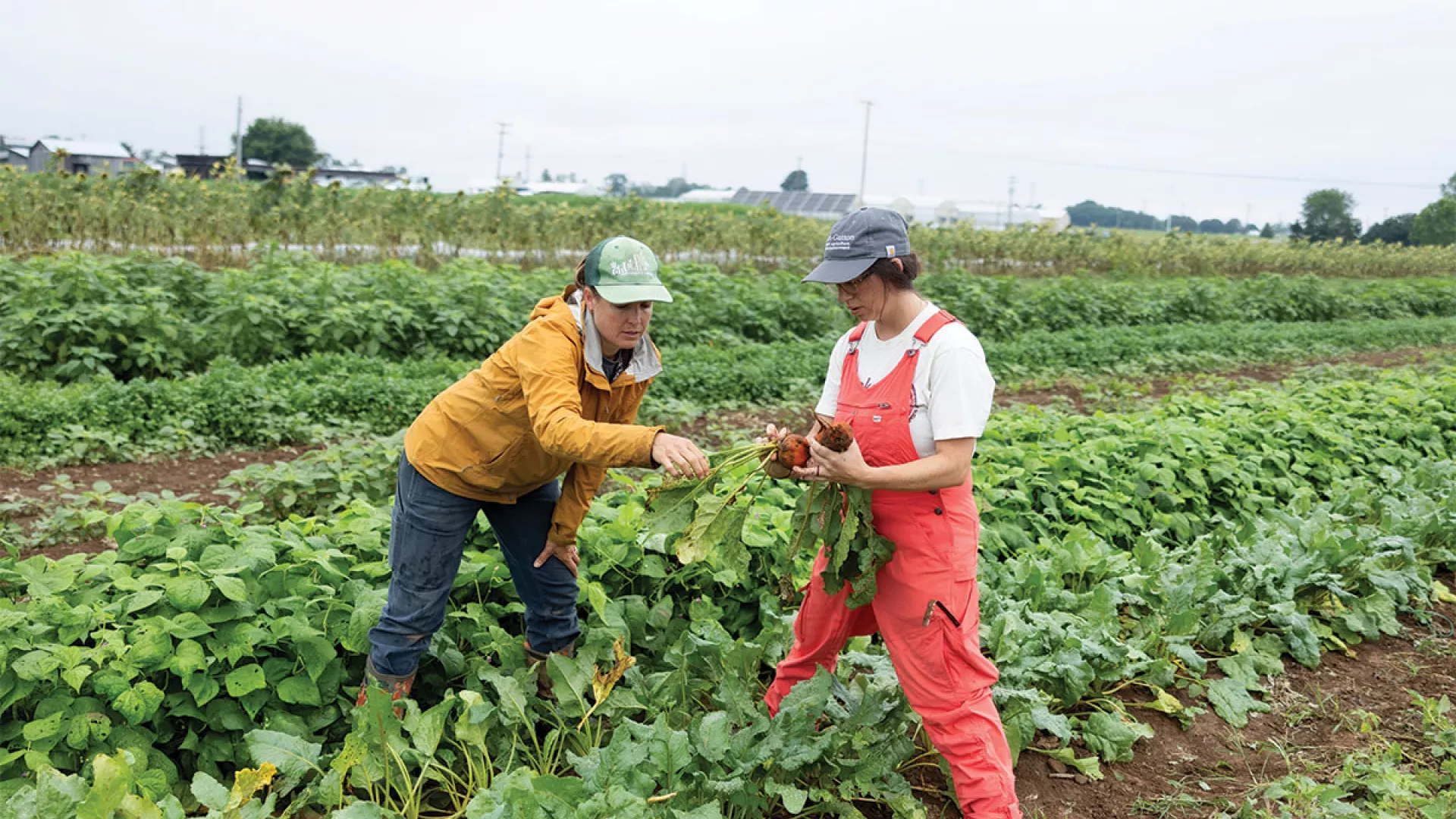 Sustainable Agriculture and Community Food Systems