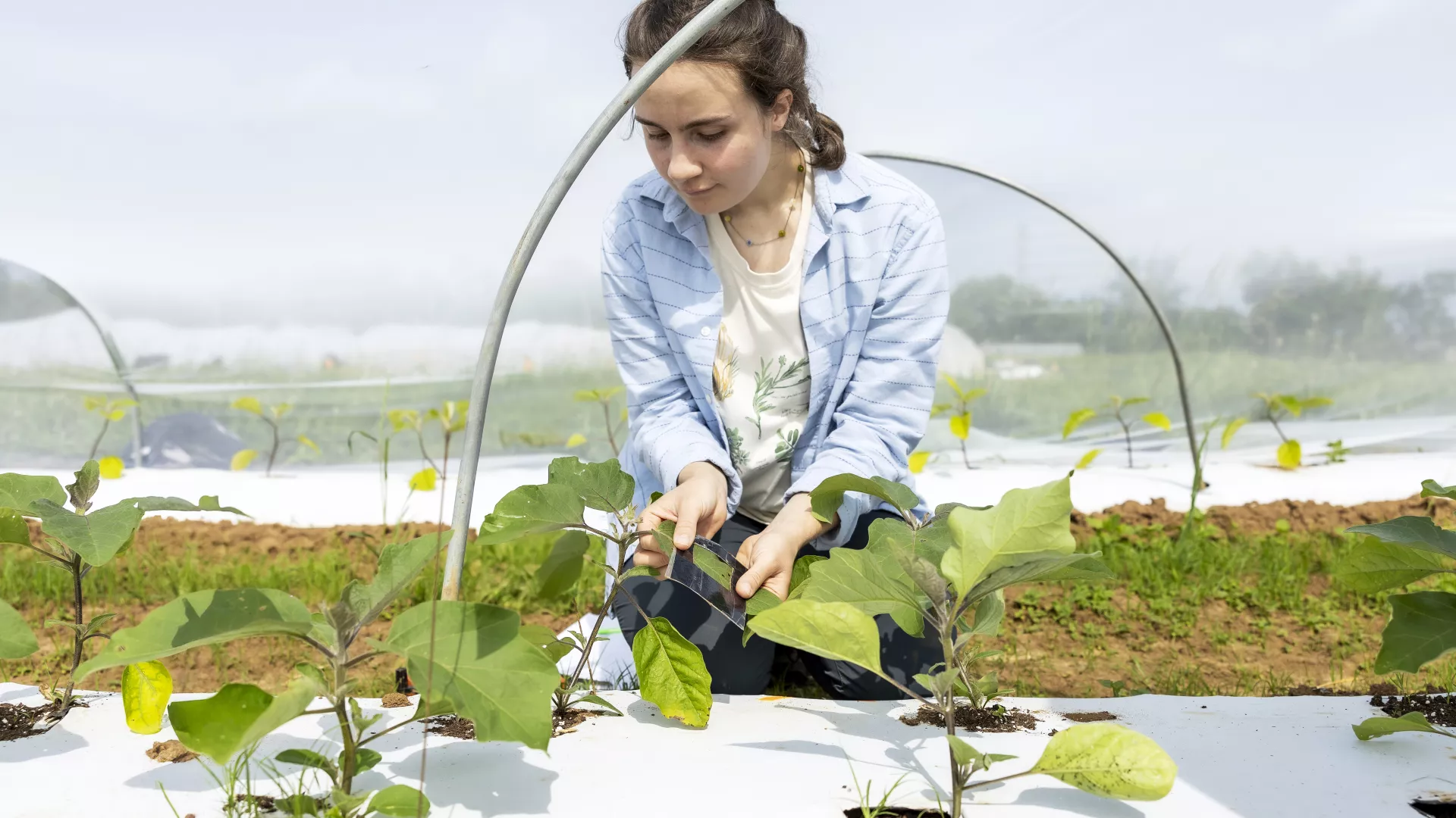 Elaine Losekamp conducts research on pest control with row covers at UK South Farm on Thursday June 5th, 2025