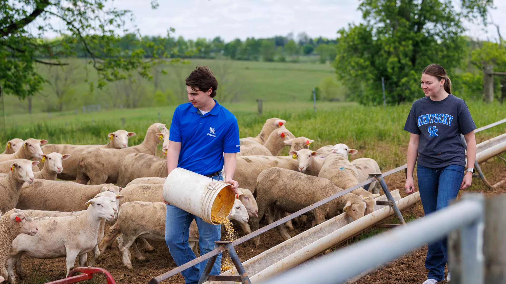 Animal Science students worked in at the Sheep Unit at the C. Oran Little Research Farm.