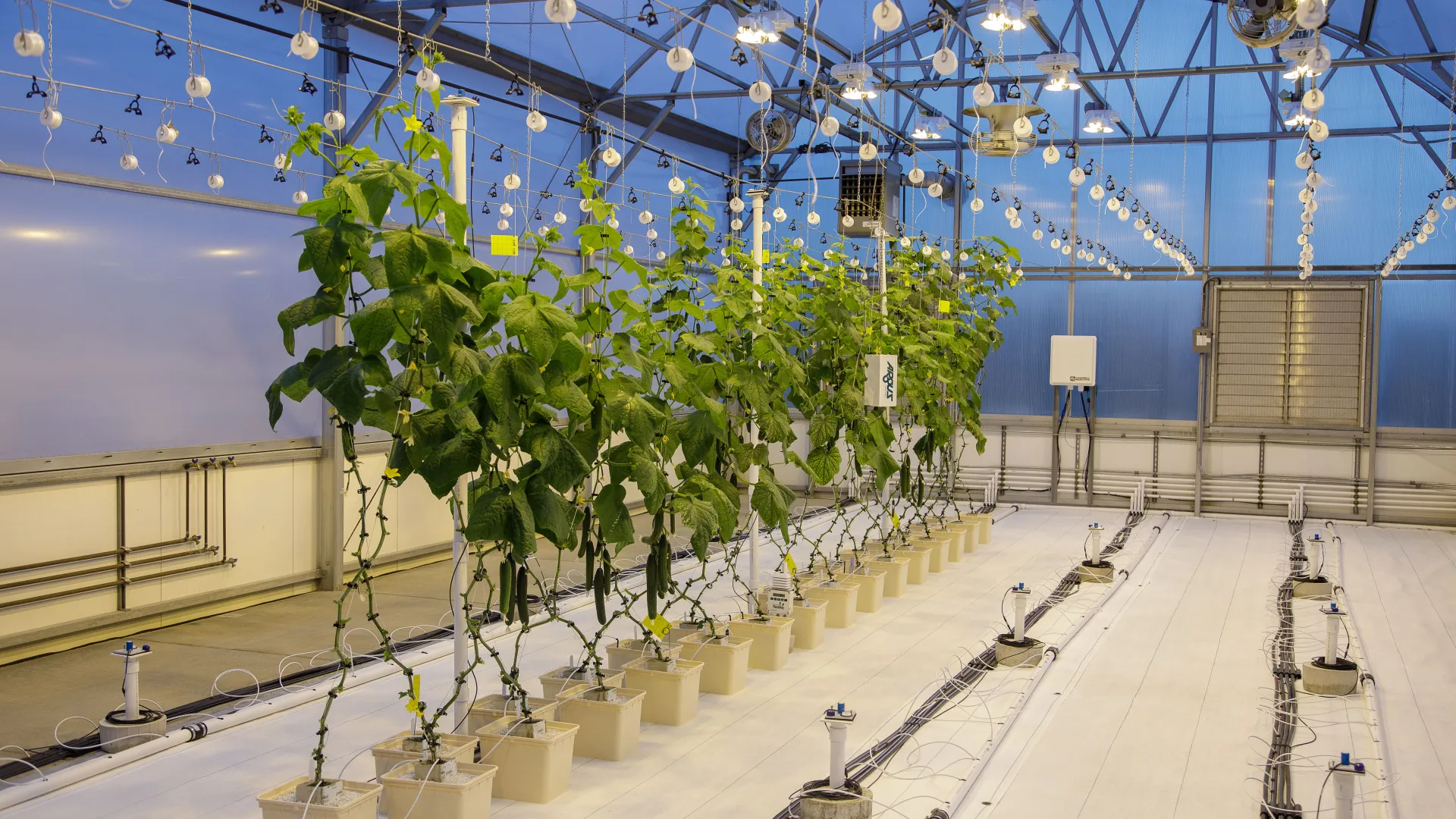 South Farm Horticulture Assistant Professor Garrett Owen's cucumber research in a greenhouse during a visit to the University of Kentucky College of Agriculture, Food and Environment's Horticulture Research Farm in Lexington, Ky.