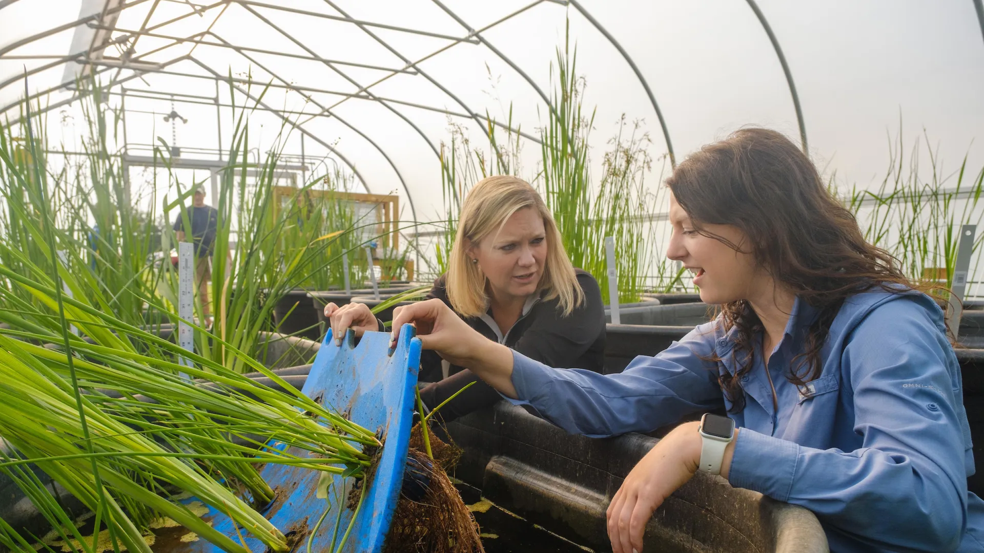 Dr. Tiffany Messer's research team grows tubs of plants to trace and identify contaminants in surface and ground waters