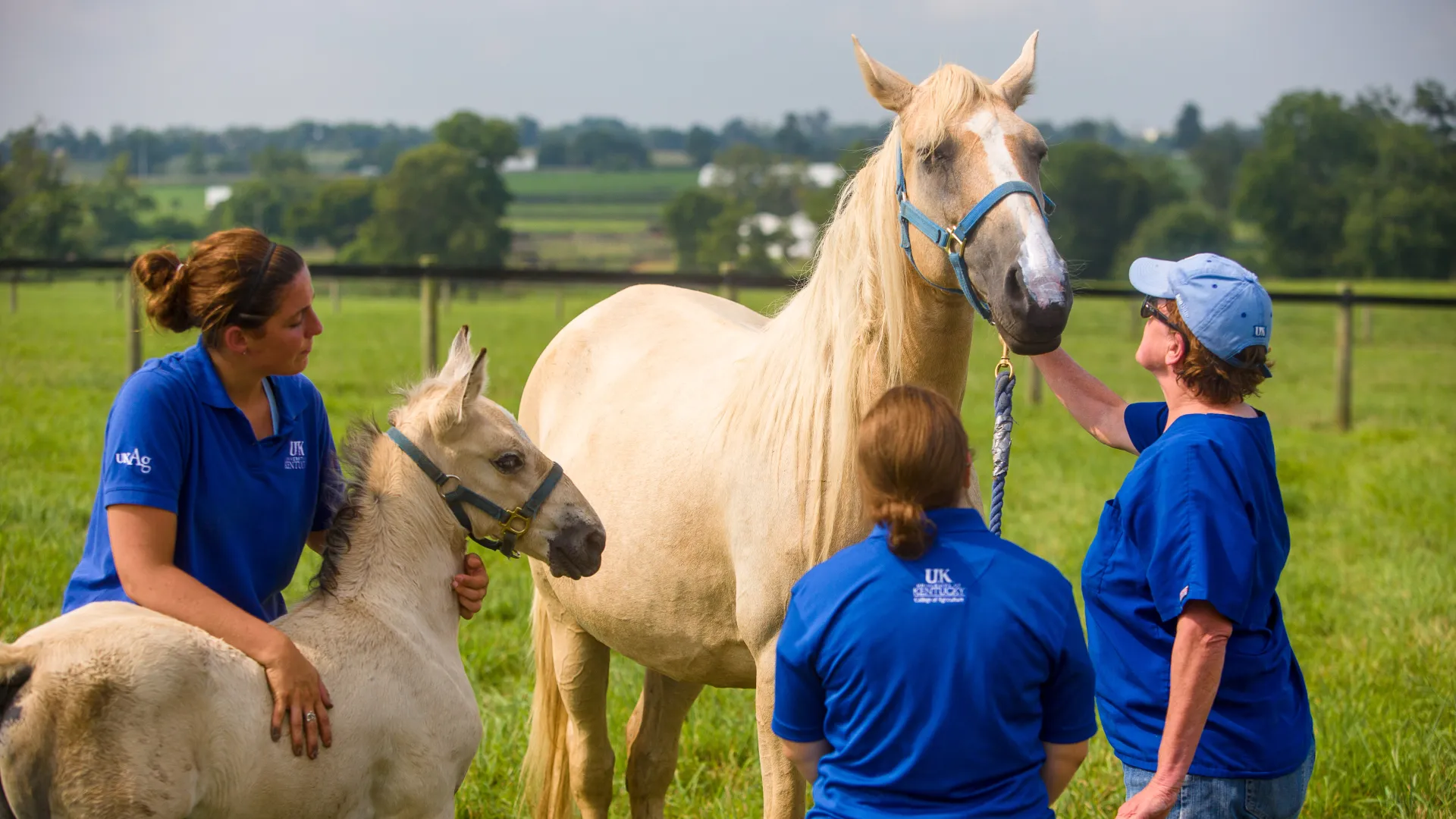 Dr. Karen McDowell of Veterinary Science applies sun screen to a Palomino horse in a pasture on Spindletop Farm.