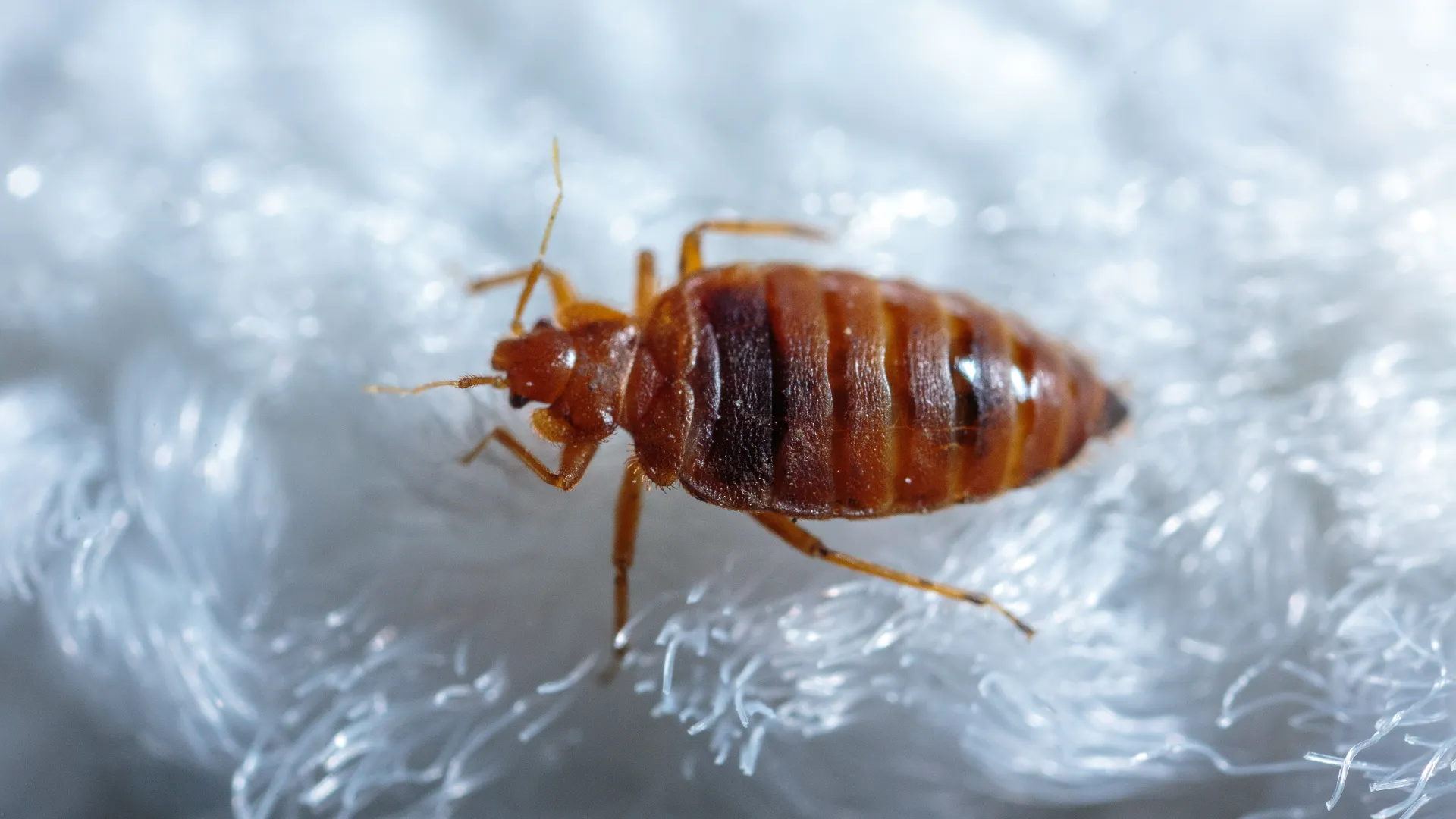 Bed Bugs, Entomology Bed bugs explore different materials in the lab.
