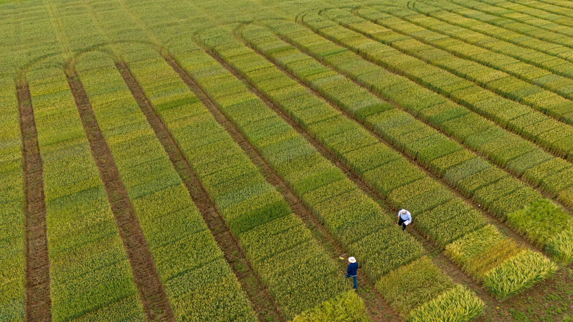 The research plots at Wheat Science Field Day at the UK Research and Education Center farm contained hundreds of varieties growing outside Princeton, Ky.