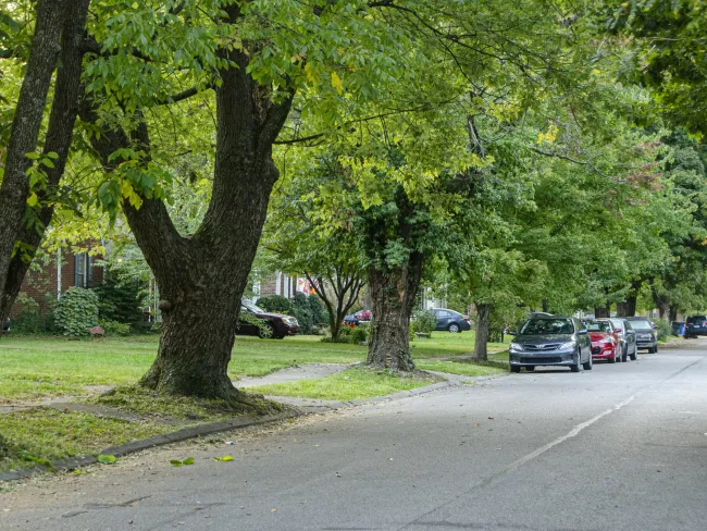 Trees grow along a neighborhood road