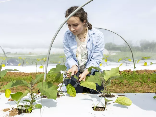 Elaine Losekamp conducts research on pest control with row covers at UK South Farm on Thursday June 5th, 2025