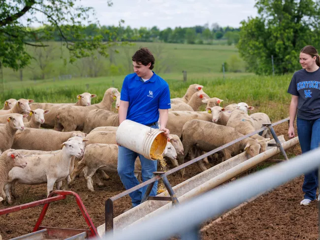 Animal Science students worked in at the Sheep Unit at the C. Oran Little Research Farm.