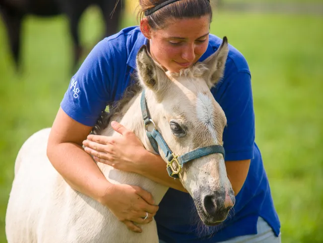 Veterinary Science student Victoria Taylor guides a baby Palomino foal to a pasture on Spindletop Farm.