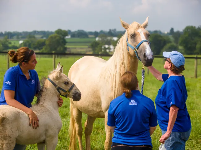 Dr. Karen McDowell of Veterinary Science applies sun screen to a Palomino horse in a pasture on Spindletop Farm.