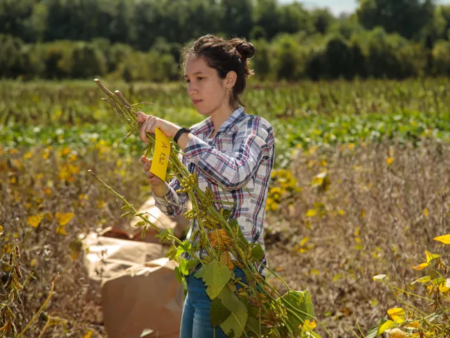 Members of Dr. Monte Salmeron's lab harvest soybean samples from dozens of research plots on Spindletop Farm.