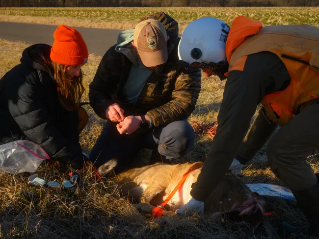 Students research Chronic Wasting Disease in the field