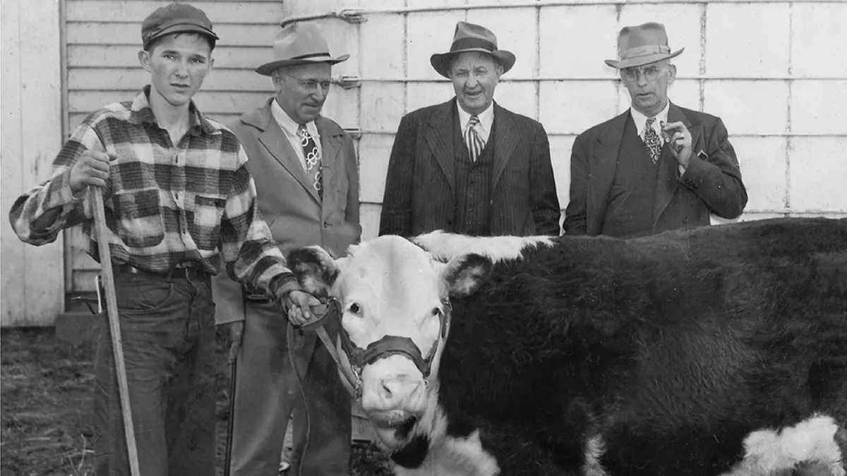 A young Bill Gatton works with a cow on the farm