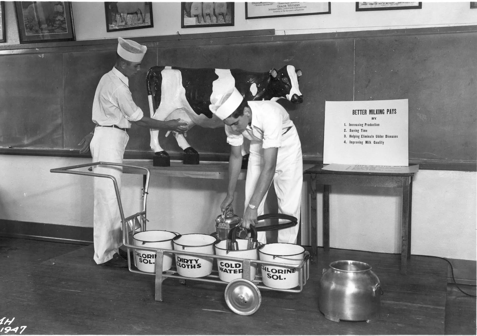 Agriculture students milk a cow during a classroom presentation in 1947