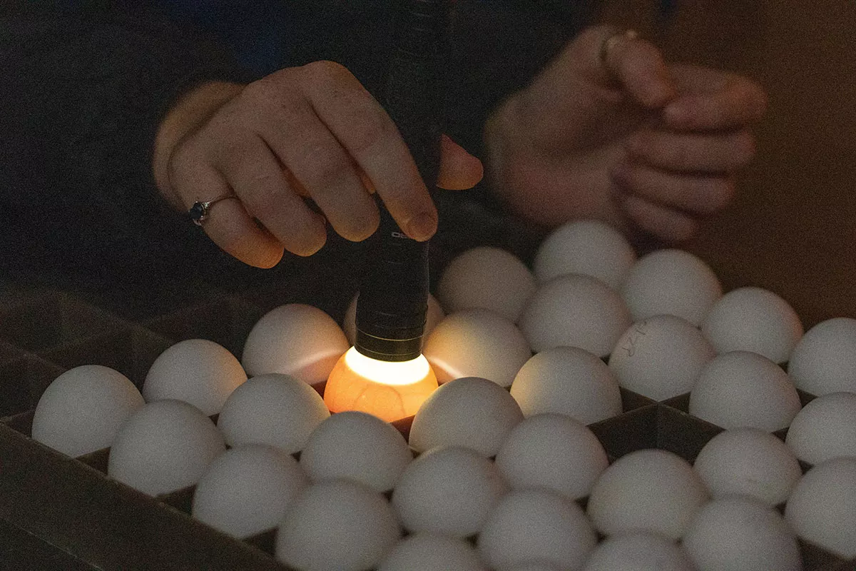 Checking eggs