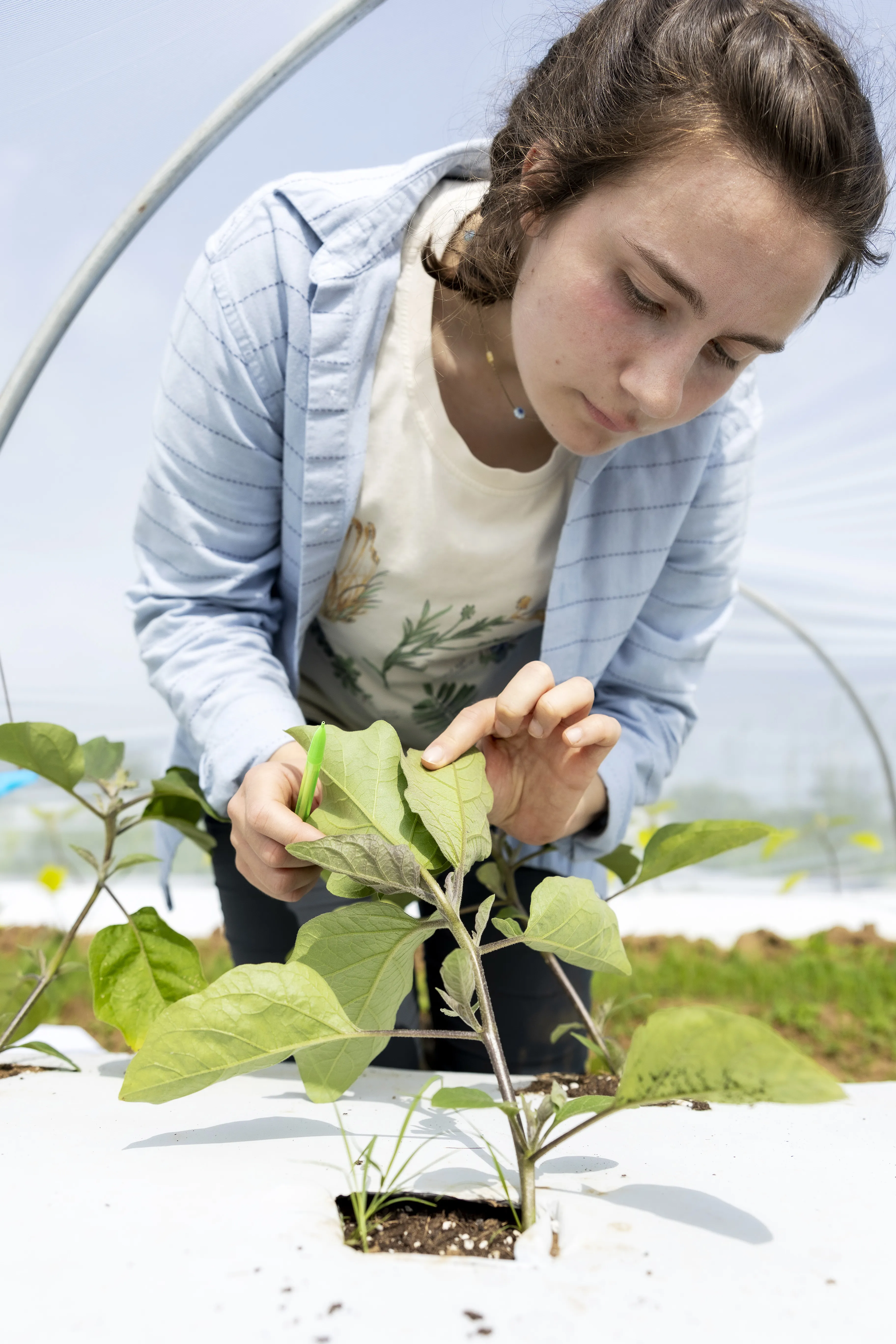 Elaine Losekamp conducts research on pest control with row covers at UK South Farm on Thursday June 5th, 2025
