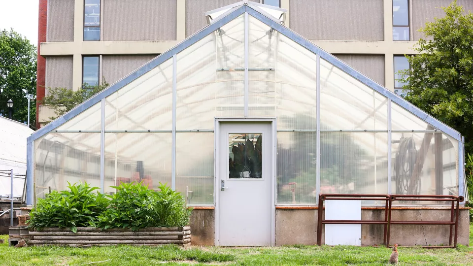 A rabbit stands outside a research greenhouse