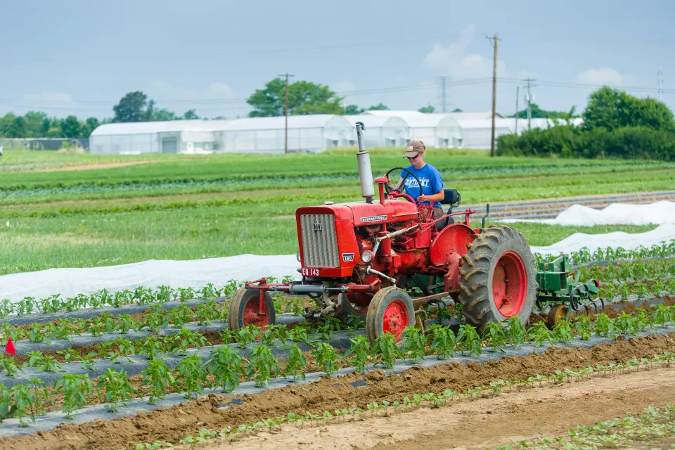 A student cultivates a field of peppers on a red tractor on South Farm.