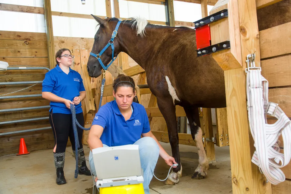 Veterinary Science students Natalie Ruggio and Victoria Taylor use ultrasound to check horses for joint problems.