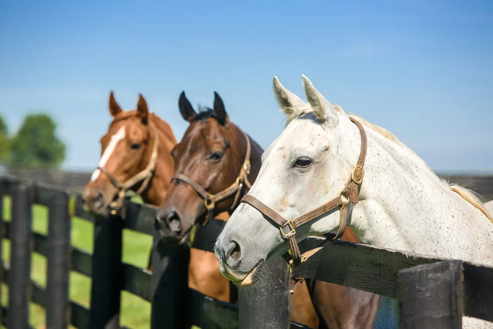 Three horses stand next to a wooden fence.