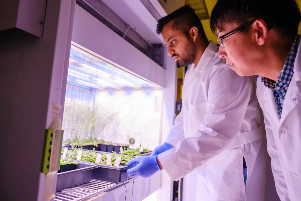 Ag Biotechnology, Agricultural Biotechnology Associate Professor Tomokazu Kawashima conducted Arabidopsis Sperm Cell research in his lab in the Plant Science Building.