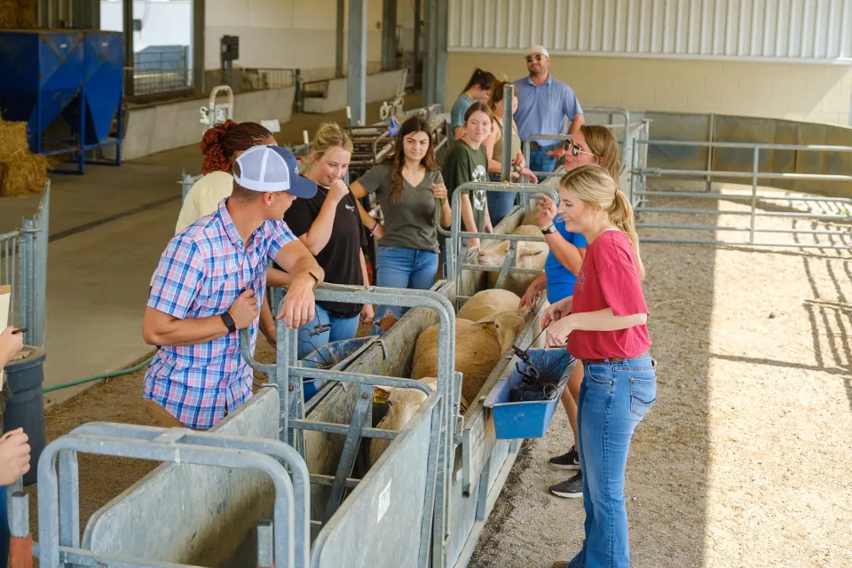 Students used paint to mark numbers on sheep in Professor Don Ely's class at the Sheep Research Unit on the C. Oran Little Farm.
