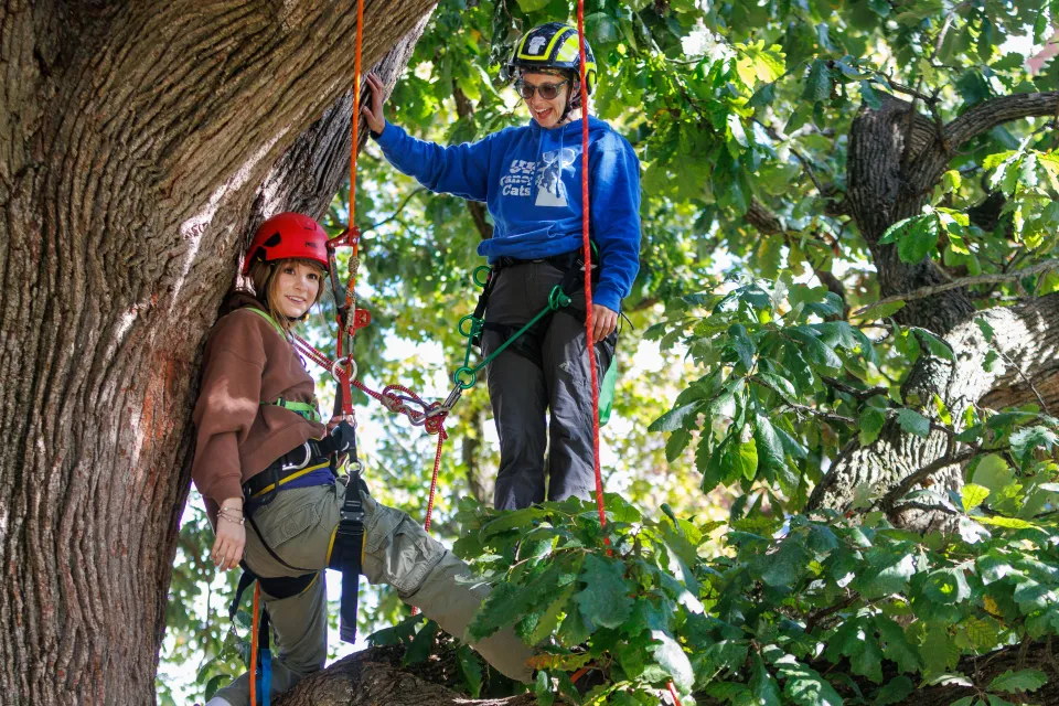 Members of the Canopy Cats practiced climbing a large Bur Oak behind the Gillis Building.