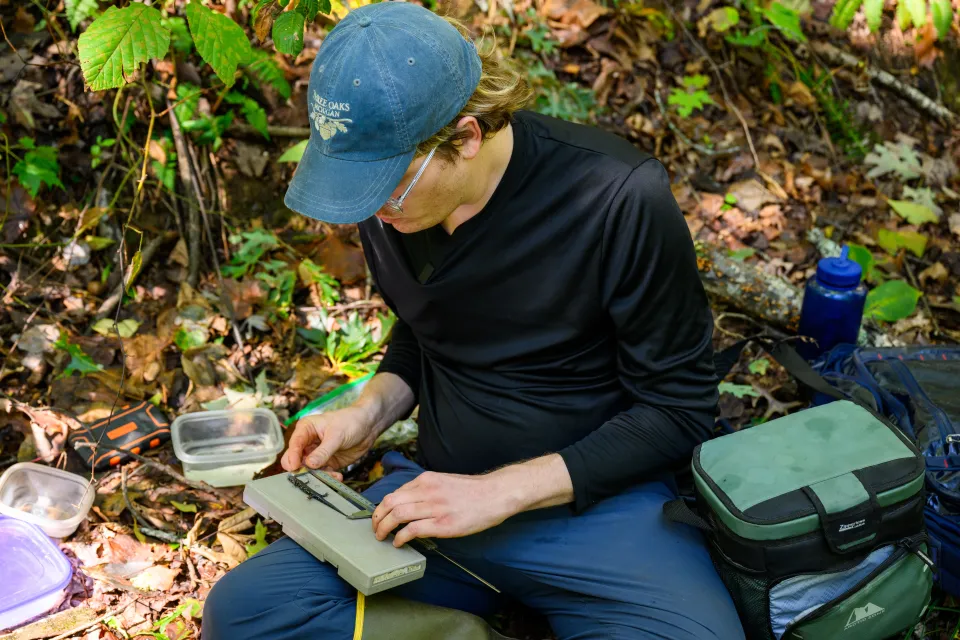 William Taylor, a field technician at UK's Robinson Forest, surveys salamanders as part of a capture-mark-recapture study. The project, overseen by Dr. Steve Price, assesses salamander abundance and density in the forest and is part of the ongoing Adaptive Silviculture for Climate Change (ASCC) initiative. Taylor measures, weighs, and tattoos each salamander with unique UV-reactive markings.